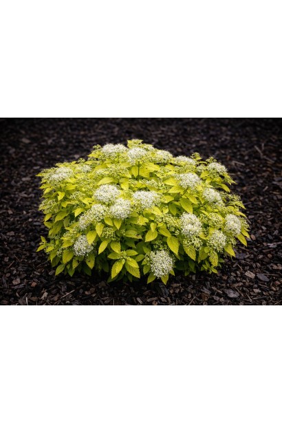 Spiraea japonica White Gold 